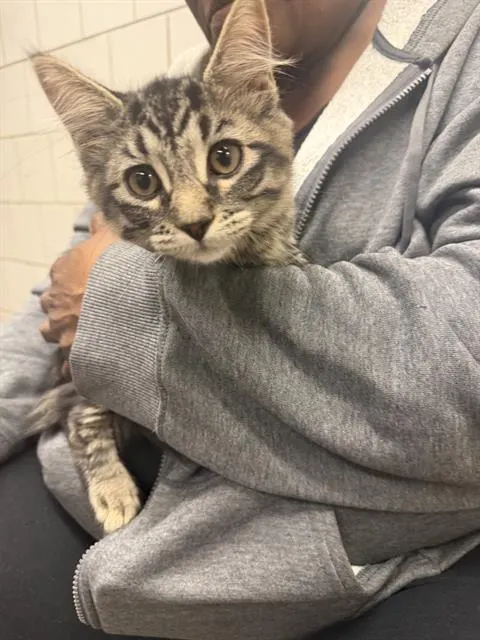 Adoptable Cat