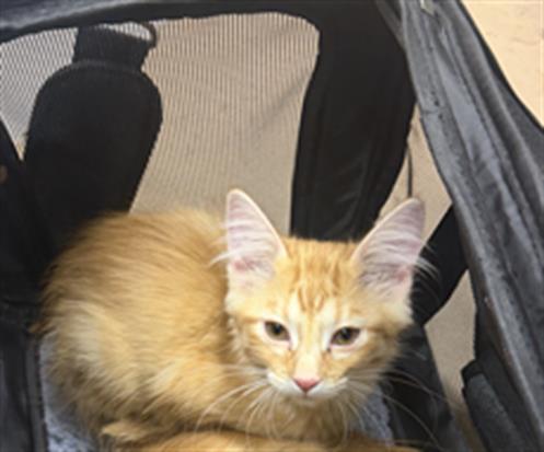 Adoptable Cat