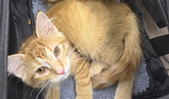 Adoptable Cat