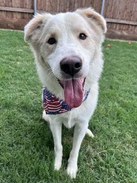 Biscuit