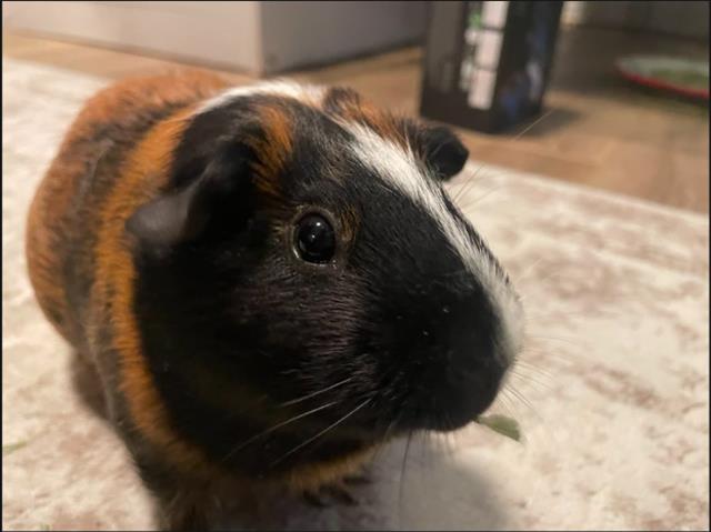 Chip