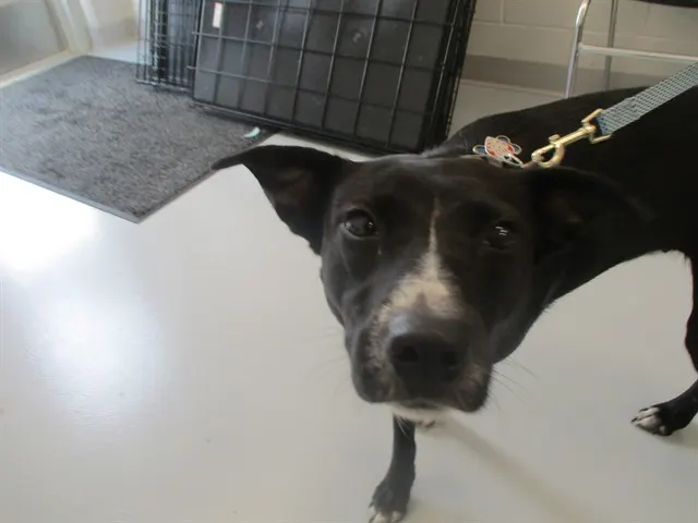 Adoptable Dog