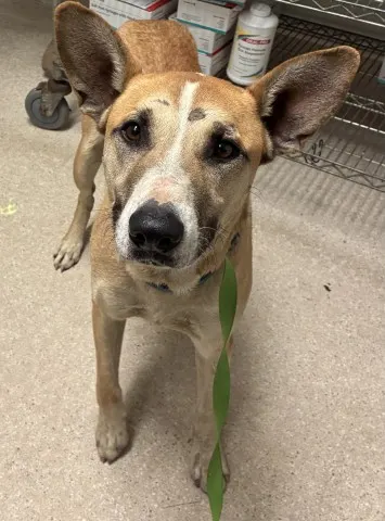 Adoptable Dog