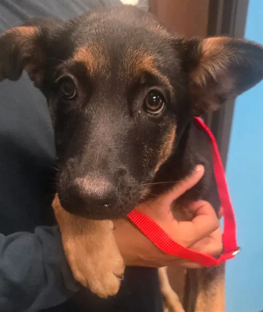 Adoptable Dog