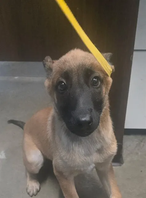 Adoptable Dog