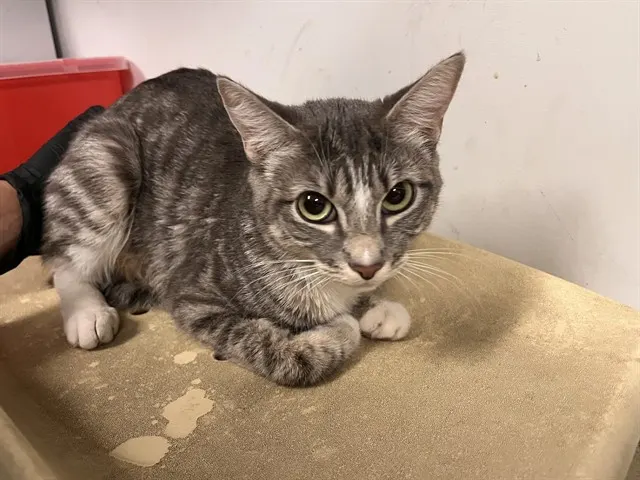 Adoptable Cat