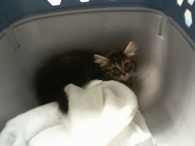 Willow