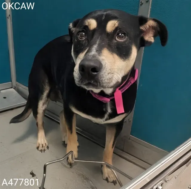 Adoptable Dog
