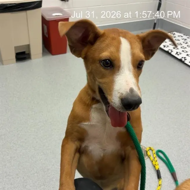 Adoptable Dog