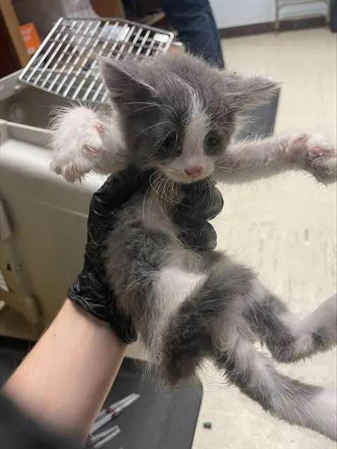 Marshmellow
