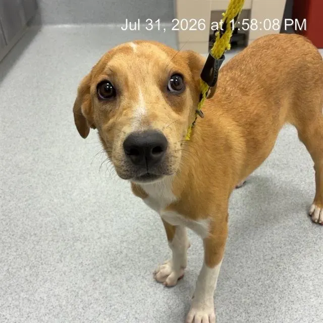 Adoptable Dog