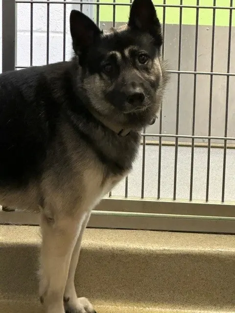 Sampson