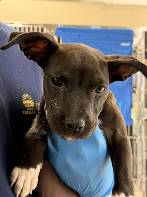 Adoptable Dog