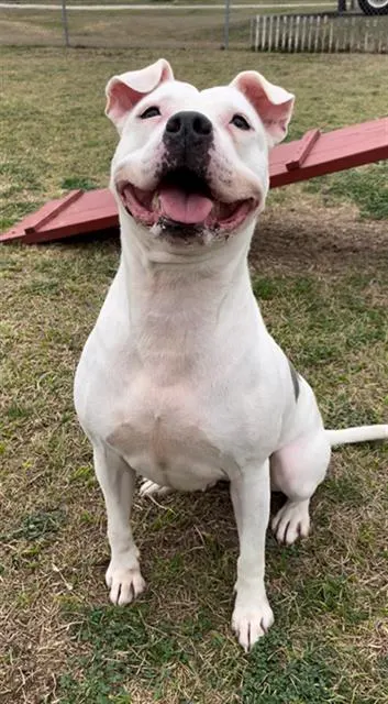 Dotti