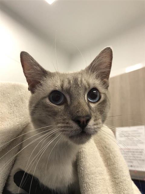 Adoptable Cat