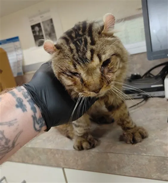 Adoptable Cat