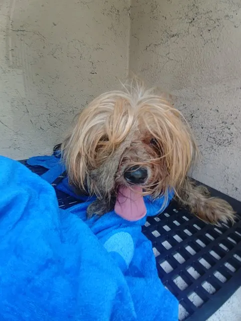 Adoptable Dog