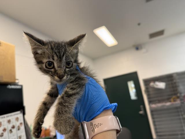 Adoptable Cat