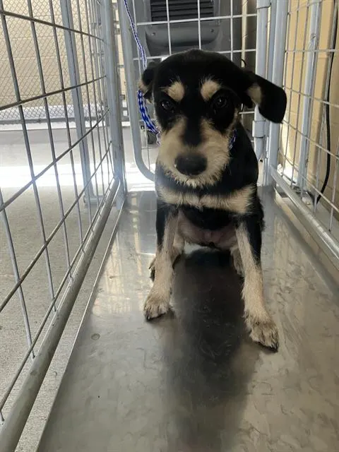 Adoptable Dog