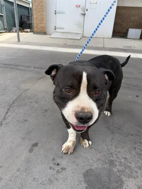 Adoptable Dog