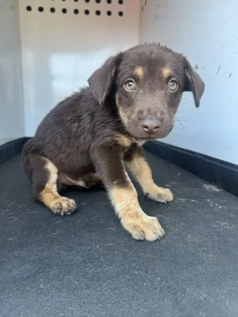 Adoptable Dog