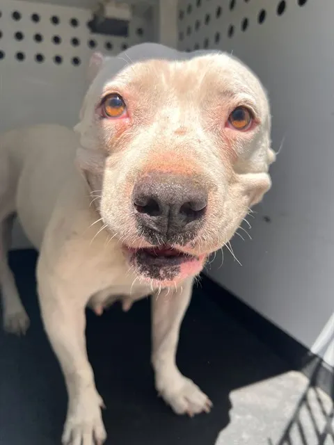 Adoptable Dog