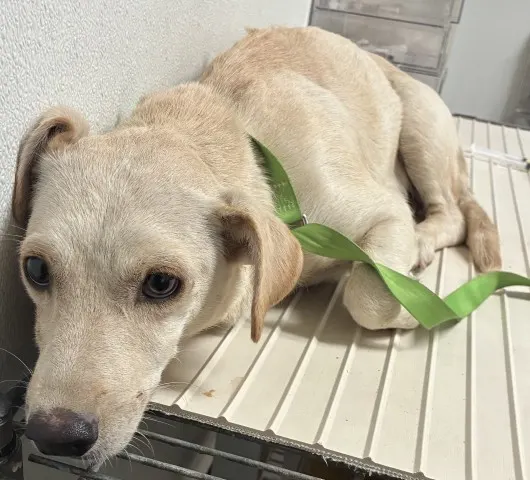Adoptable Dog