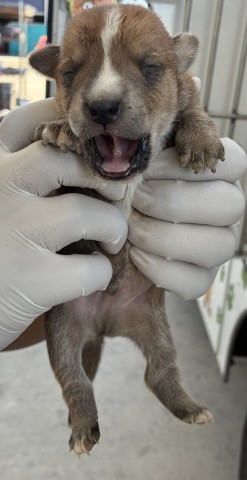Adoptable Dog