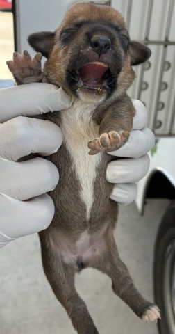 Adoptable Dog