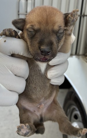 Adoptable Dog