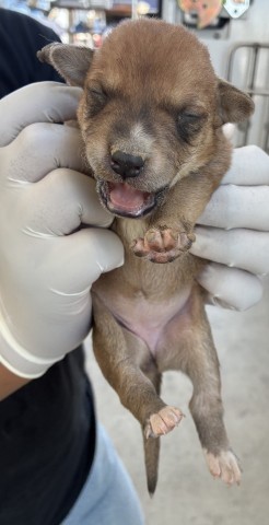 Adoptable Dog