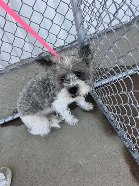 *Lil Grey