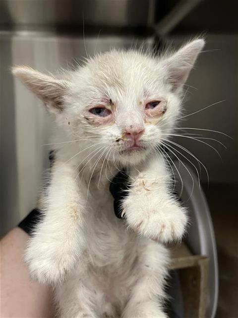 Adoptable Cat