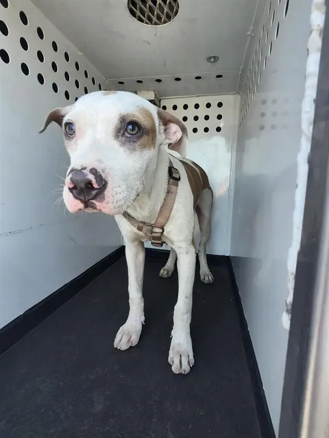 Adoptable Dog