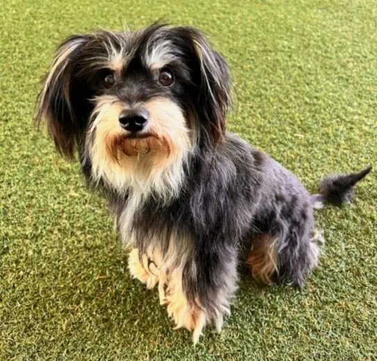 *Diglett