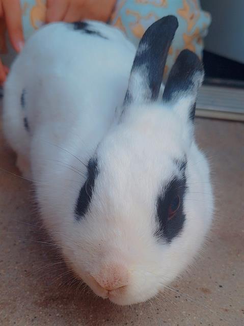 Bunbun