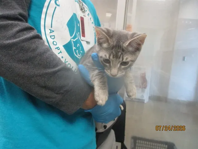 Adoptable Cat