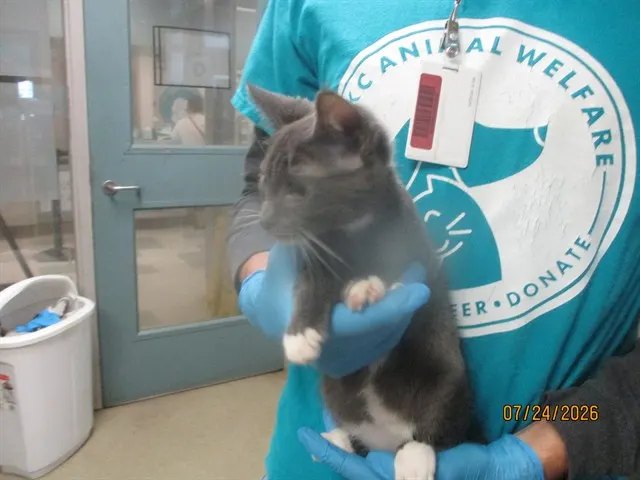 Adoptable Cat