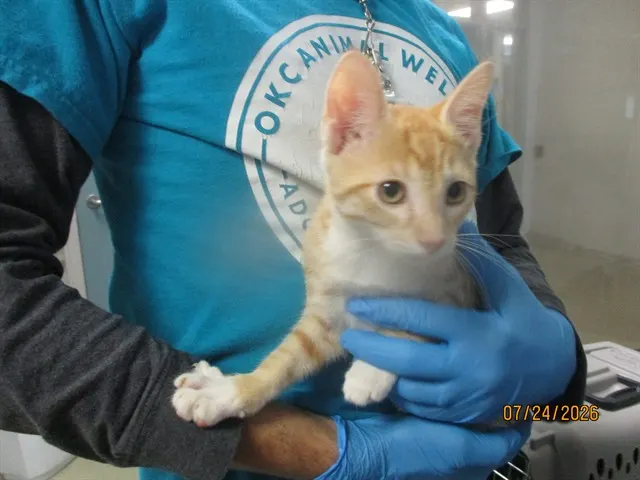 Adoptable Cat