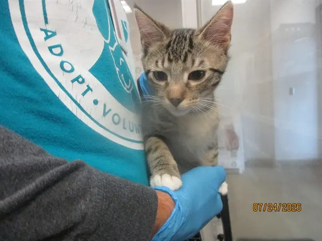 Adoptable Cat