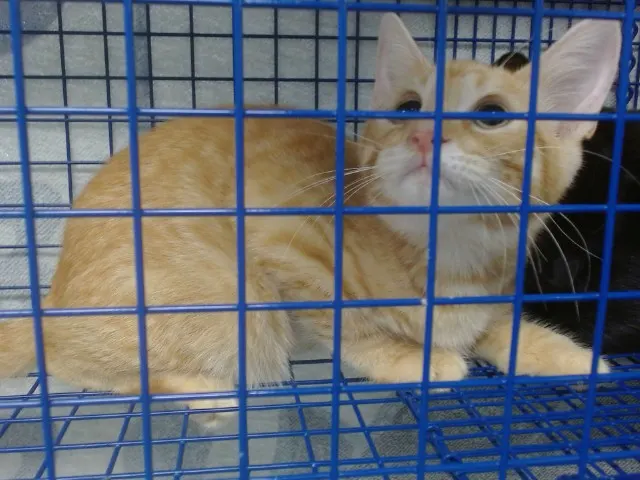 Adoptable Cat