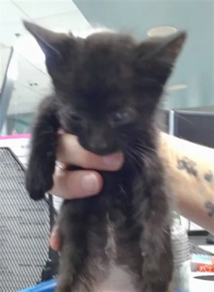 Adoptable Cat