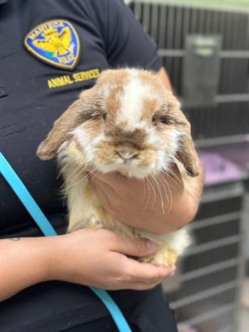 Thumper
