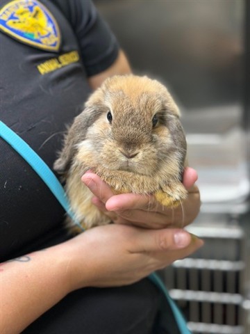 Miss Bunny