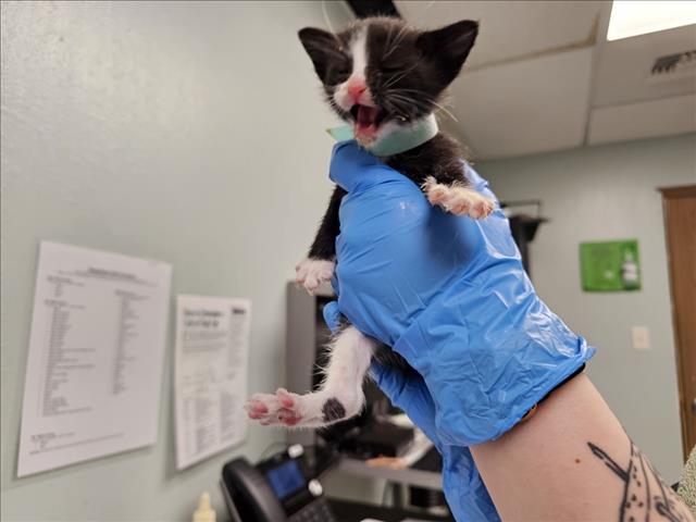 Mittens