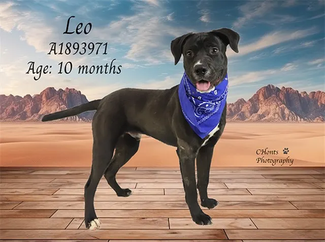 Leo