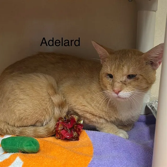 Adelard