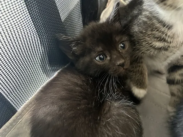 Minky