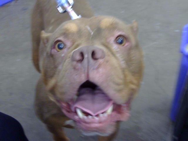 Nova