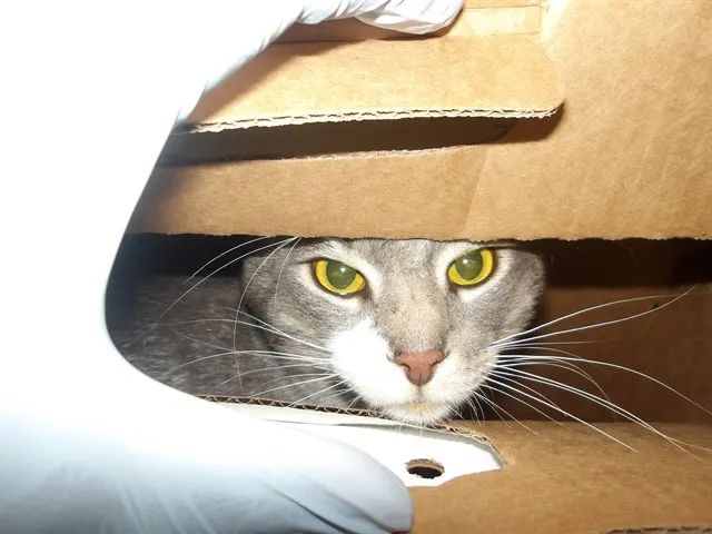 Adoptable Cat